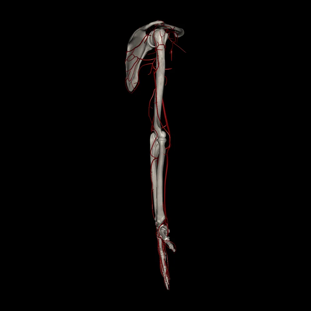 Upper limb (Arteries), lateral view