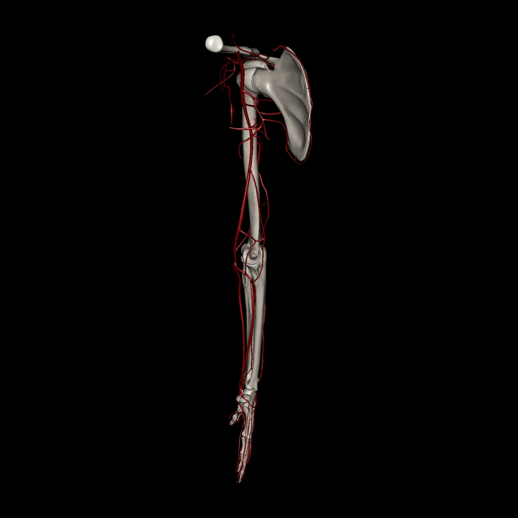 Upper limb (Arteries), medial view