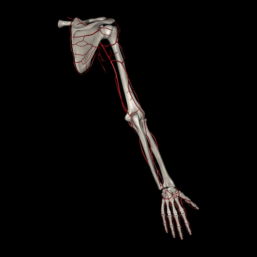 Upper limb (Arteries), posterior view