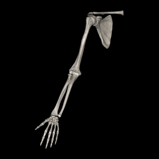 Upper limb (Bones), anterior view