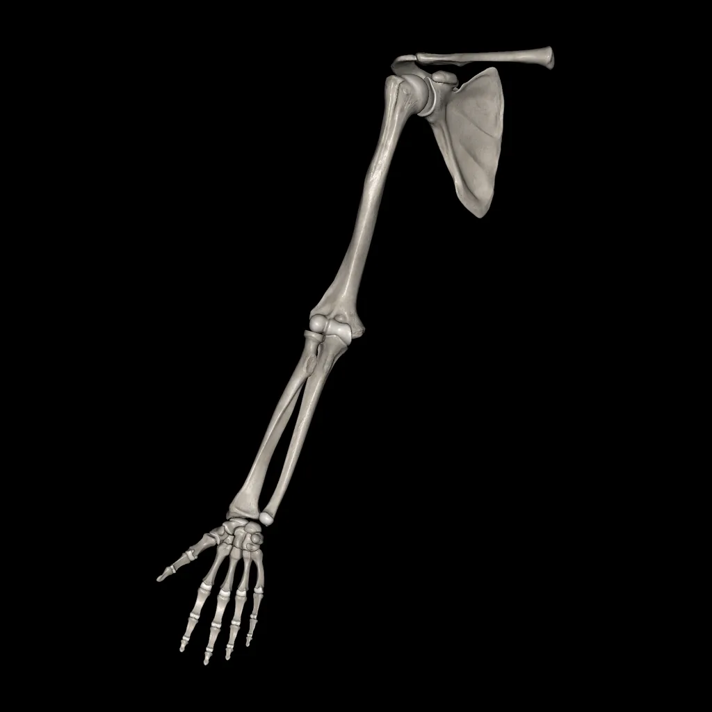 Upper limb (Bones), anterior view