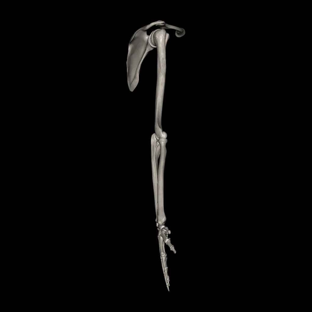 Upper limb (Bones), lateral view
