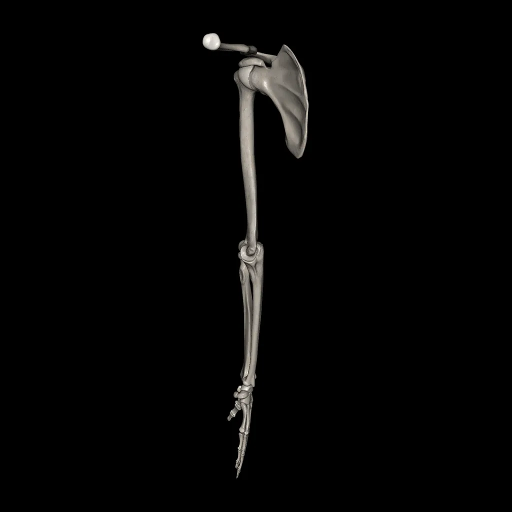 Upper limb (Bones), medial view
