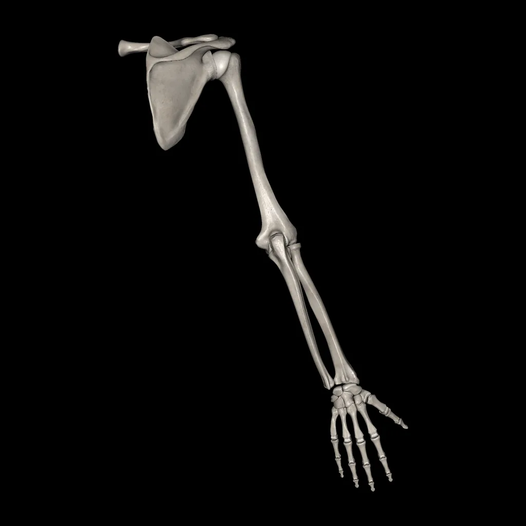 Upper limb (Bones), posterior view