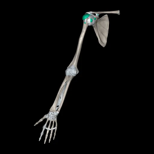 Upper limb (Ligaments and bones), anterior view