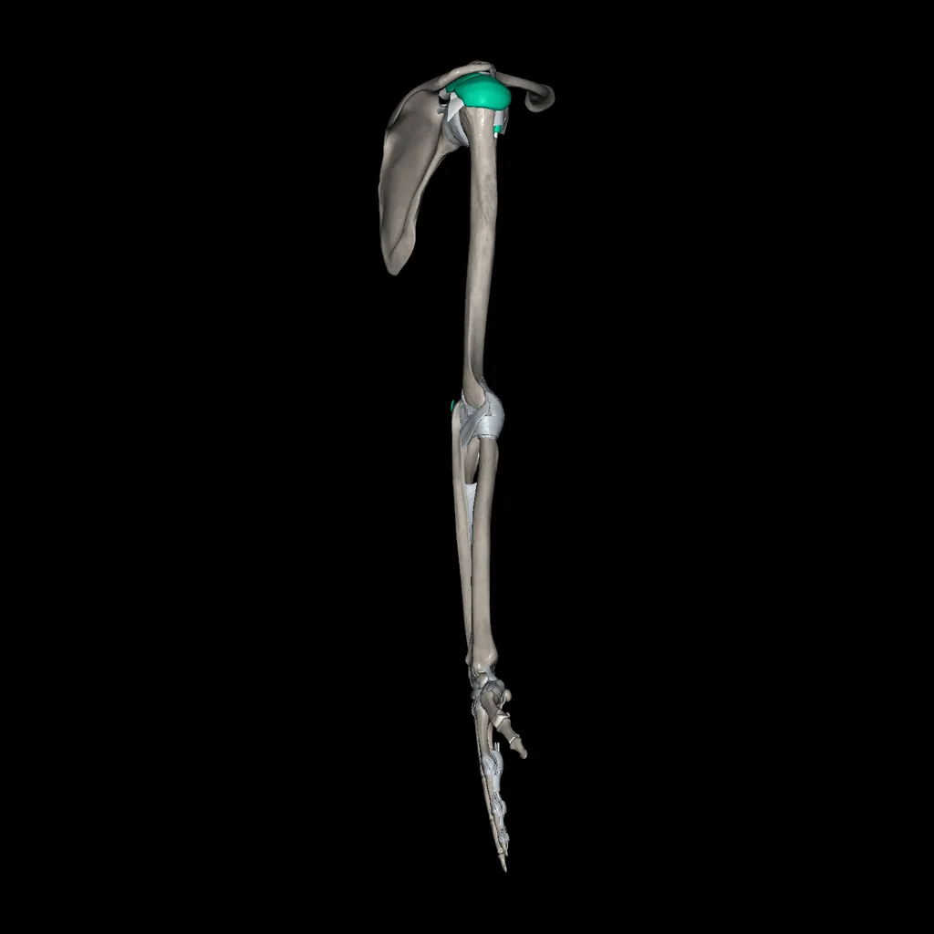 Upper limb (Ligaments and bones), lateral view