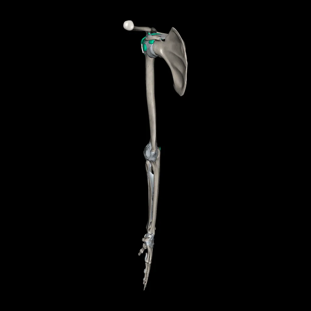 Upper limb (Ligaments and bones), medial view