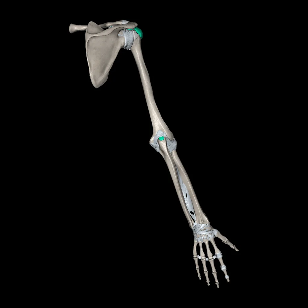 Upper limb (Ligaments and bones), posterior view