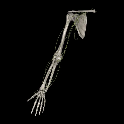 Upper limb (Lymphatic system), anterior view