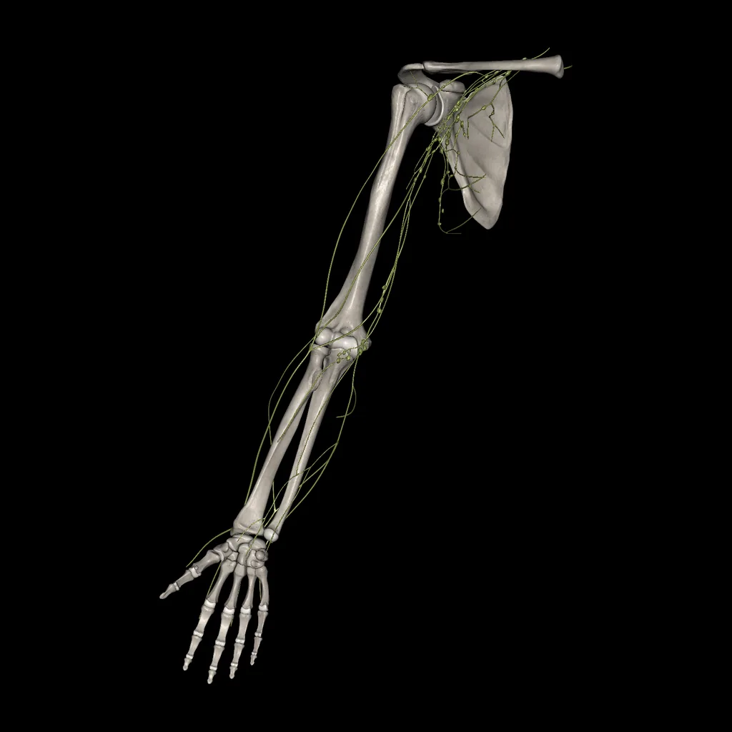 Upper limb (Lymphatic system), anterior view