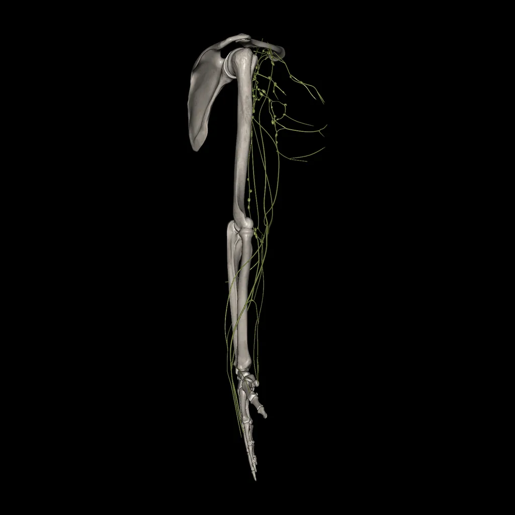 Upper limb (Lymphatic system), lateral view