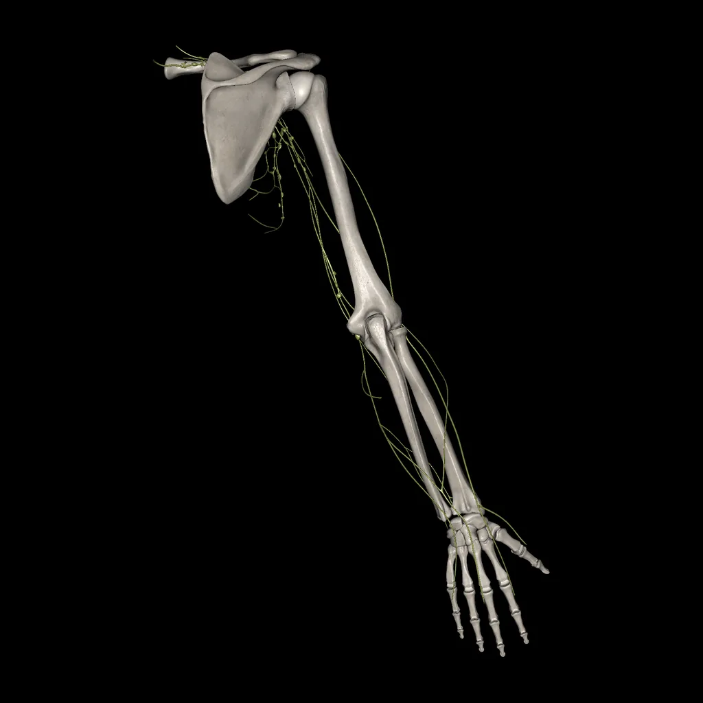 Upper limb (Lymphatic system), posterior view