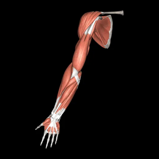 Upper limb (Muscles and bones), anterior view