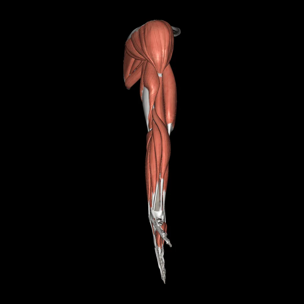 Upper limb (Muscles and bones), lateral view