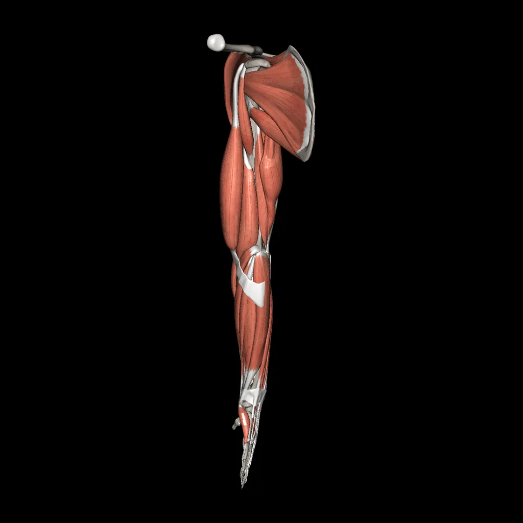 Upper limb (Muscles and bones), medial view