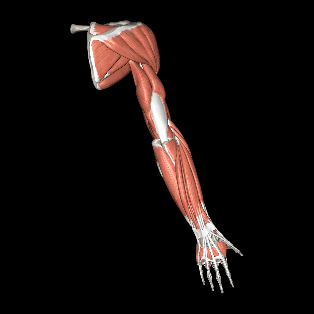 Upper limb (Muscles and bones), posterior view
