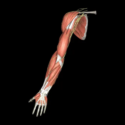 Upper limb (Nerves and muscles), anterior view