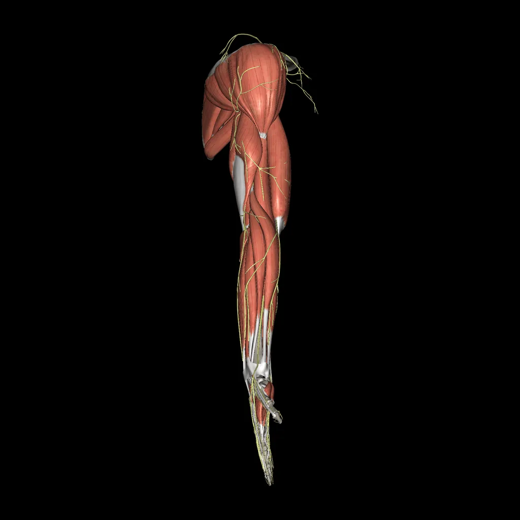 Upper limb (Nerves and muscles), lateral view