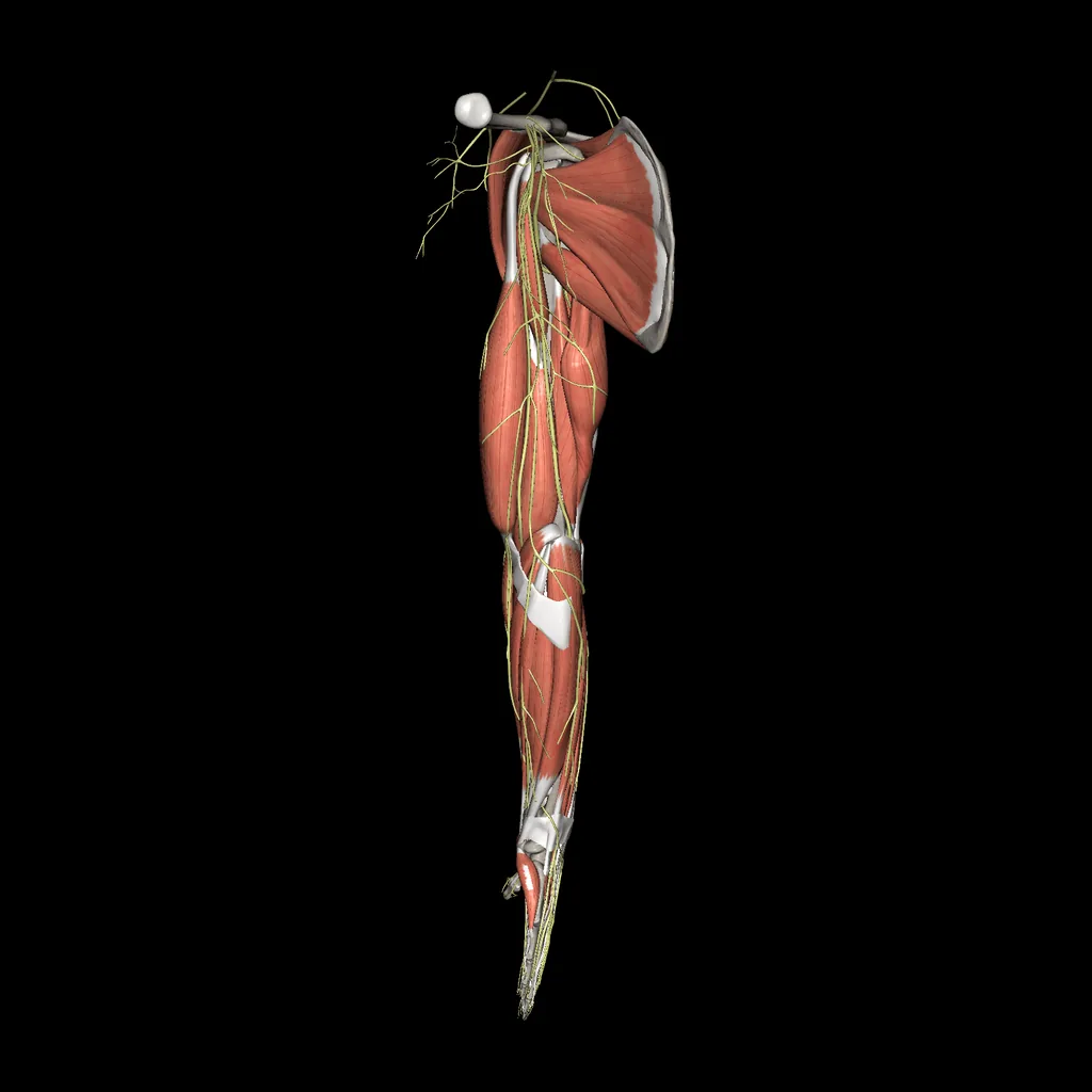 Upper limb (Nerves and muscles), medial view