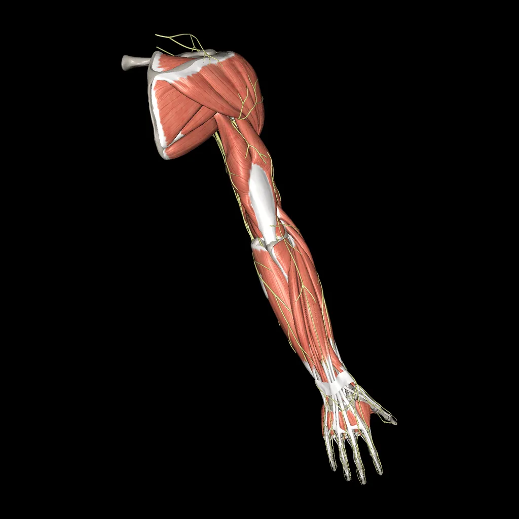 Upper limb (Nerves and muscles), posterior view