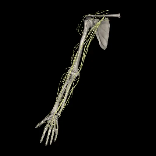 Upper limb (Nerves), anterior view