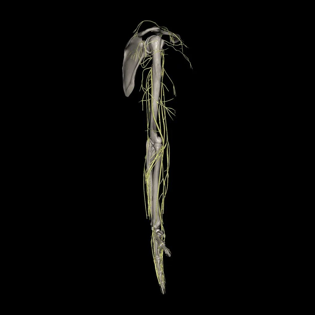 Upper limb (Nerves), lateral view