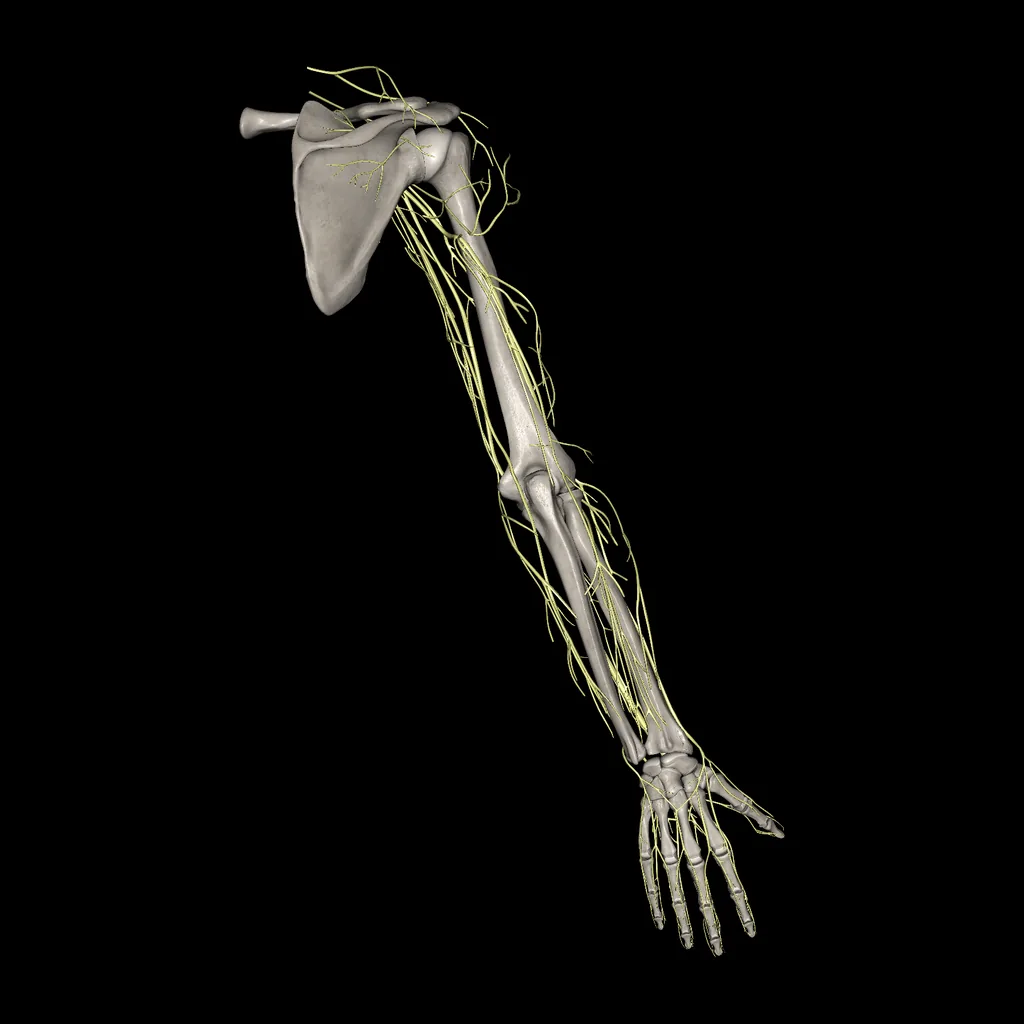 Upper limb (Nerves), posterior view