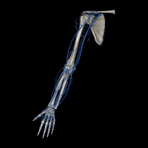 Upper limb (Veins), anterior view