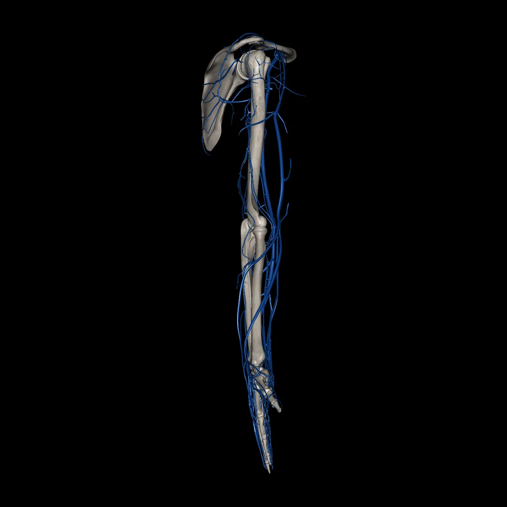 Upper limb (Veins), lateral view