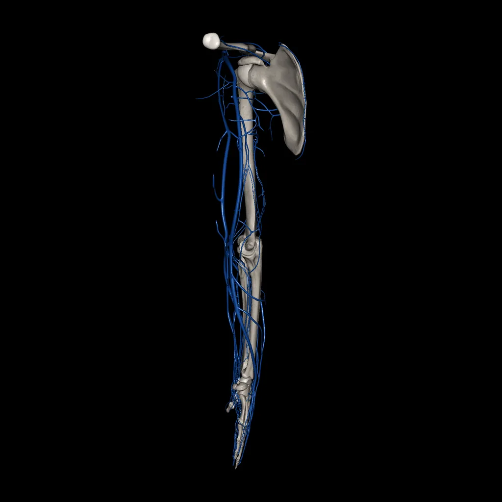 Upper limb (Veins), medial view