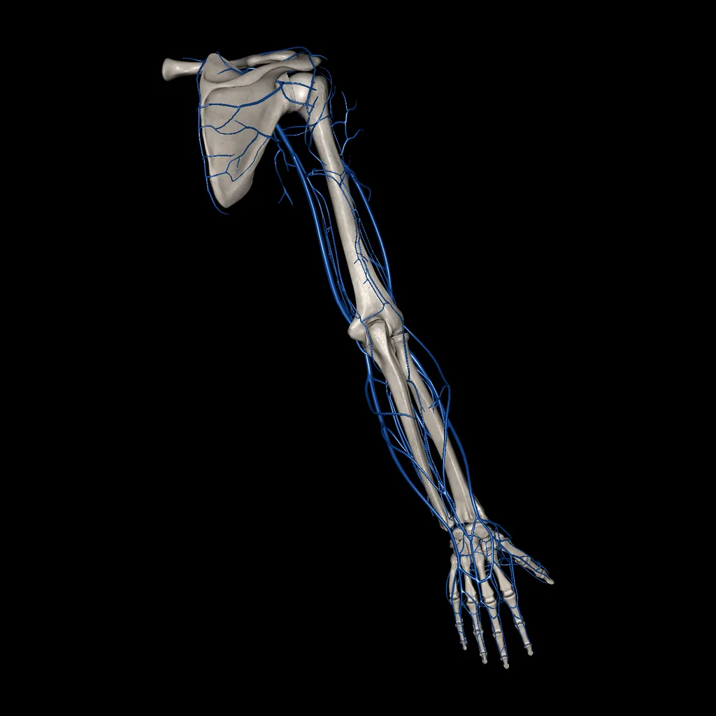 Upper limb (Veins), posterior view