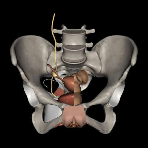 Urogenital system (Female), anterior view