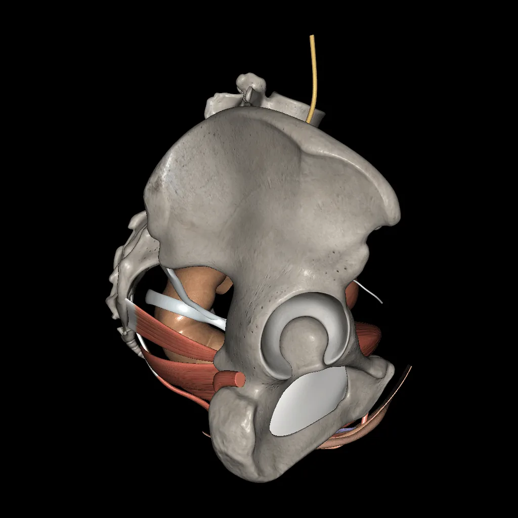 Urogenital system (Female), lateral view