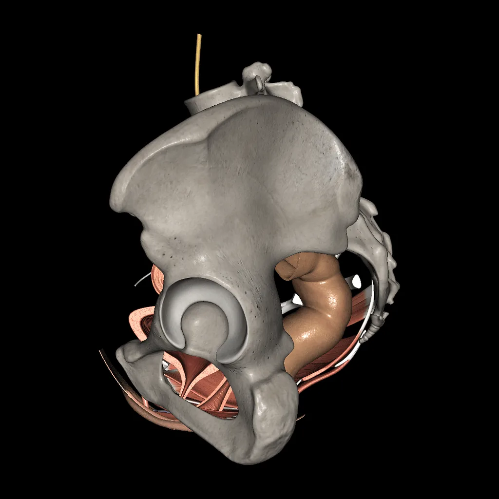 Urogenital system (Female), medial view