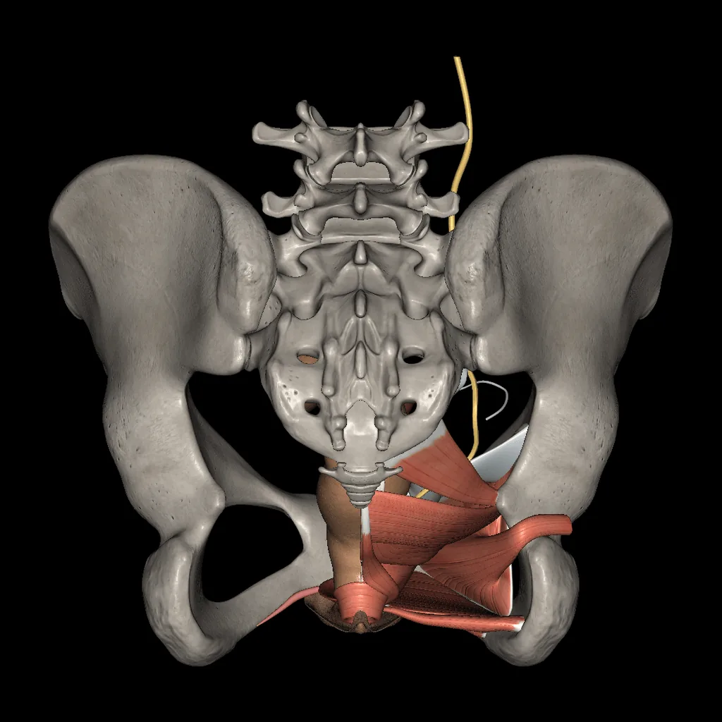 Urogenital system (Female), posterior view