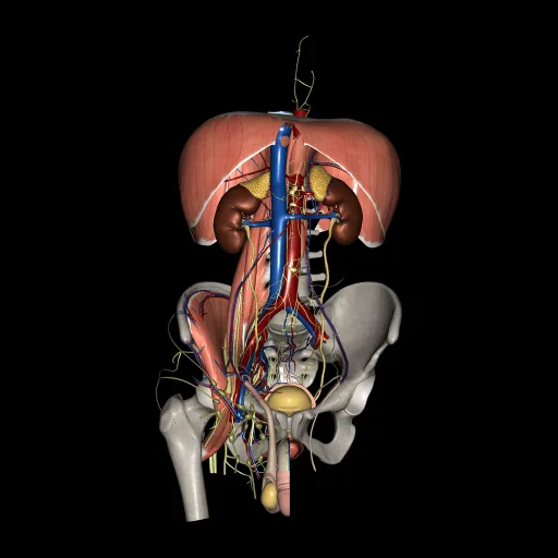 Urogenital system (Male), anterior view