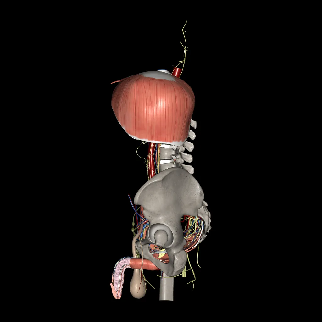 Urogenital system (Male), medial view