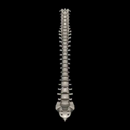 Vertebral column, anterior view