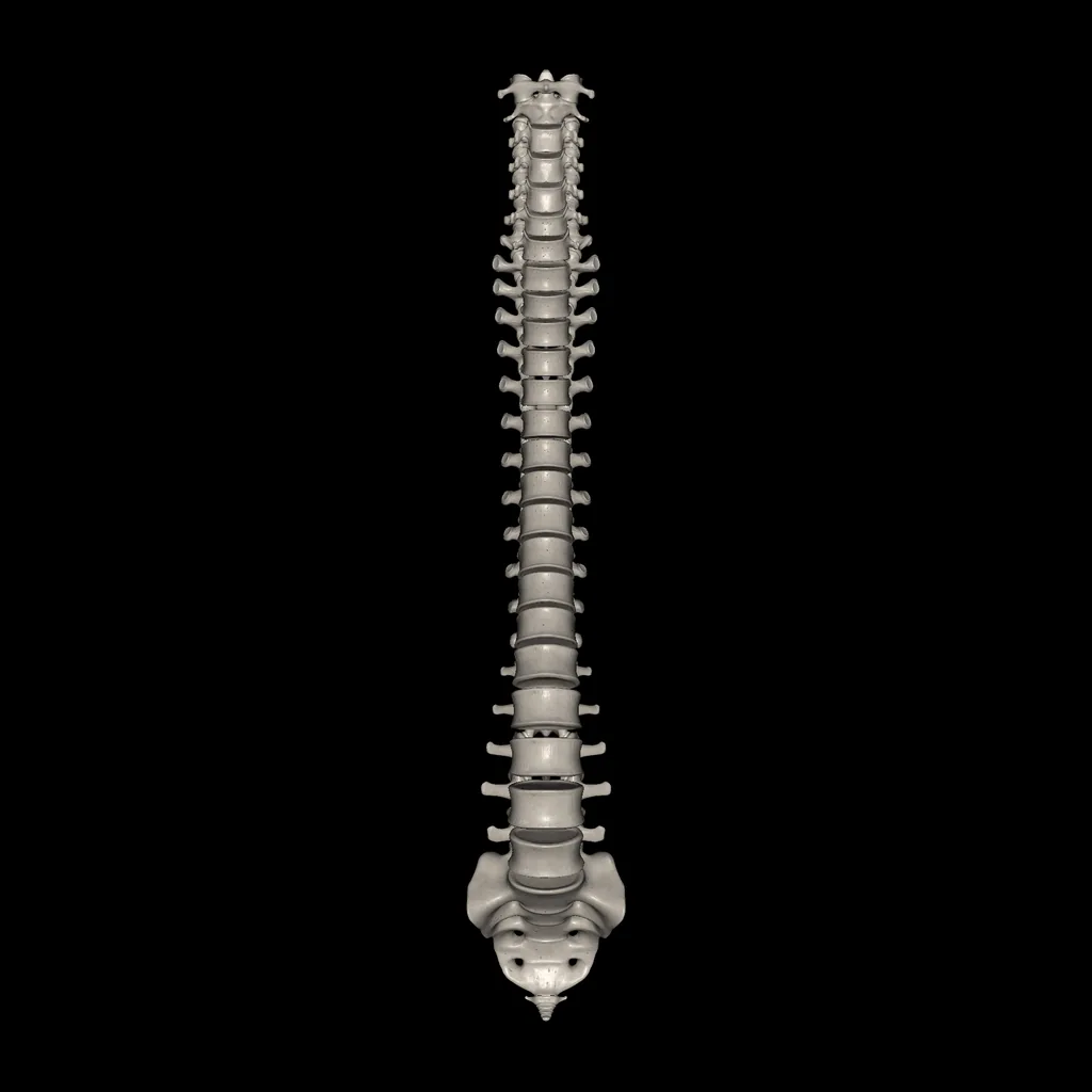 Vertebral column, anterior view