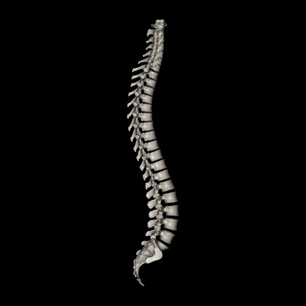 Vertebral column, lateral view