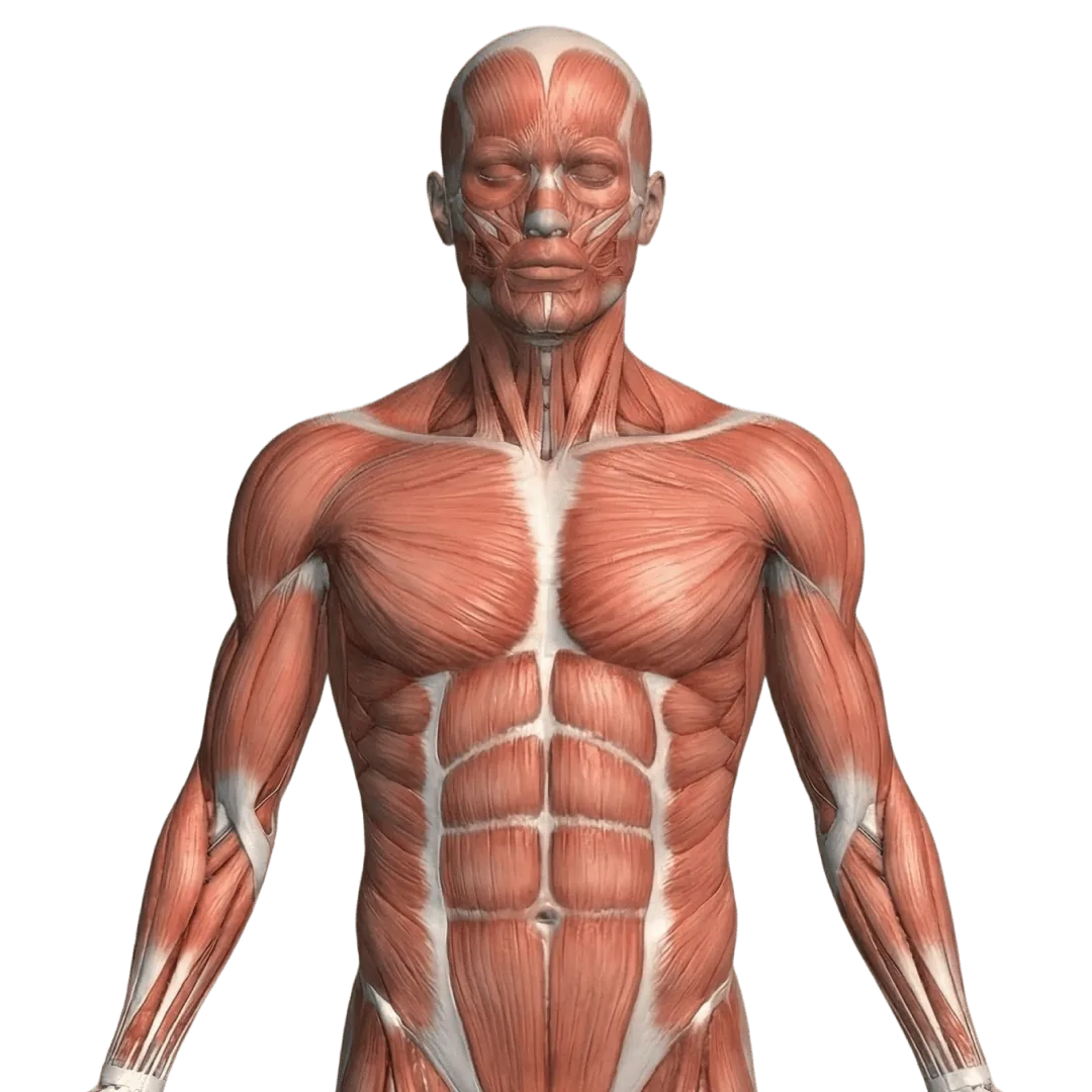 The muscles of the human body in 3D