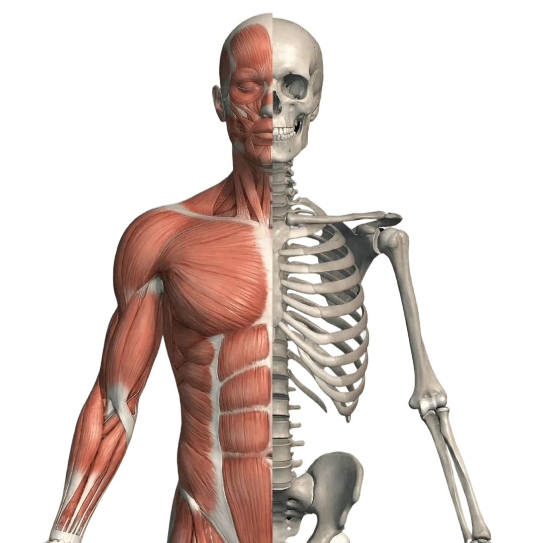 Half muscles, half skeleton: the layers of the body in 3D