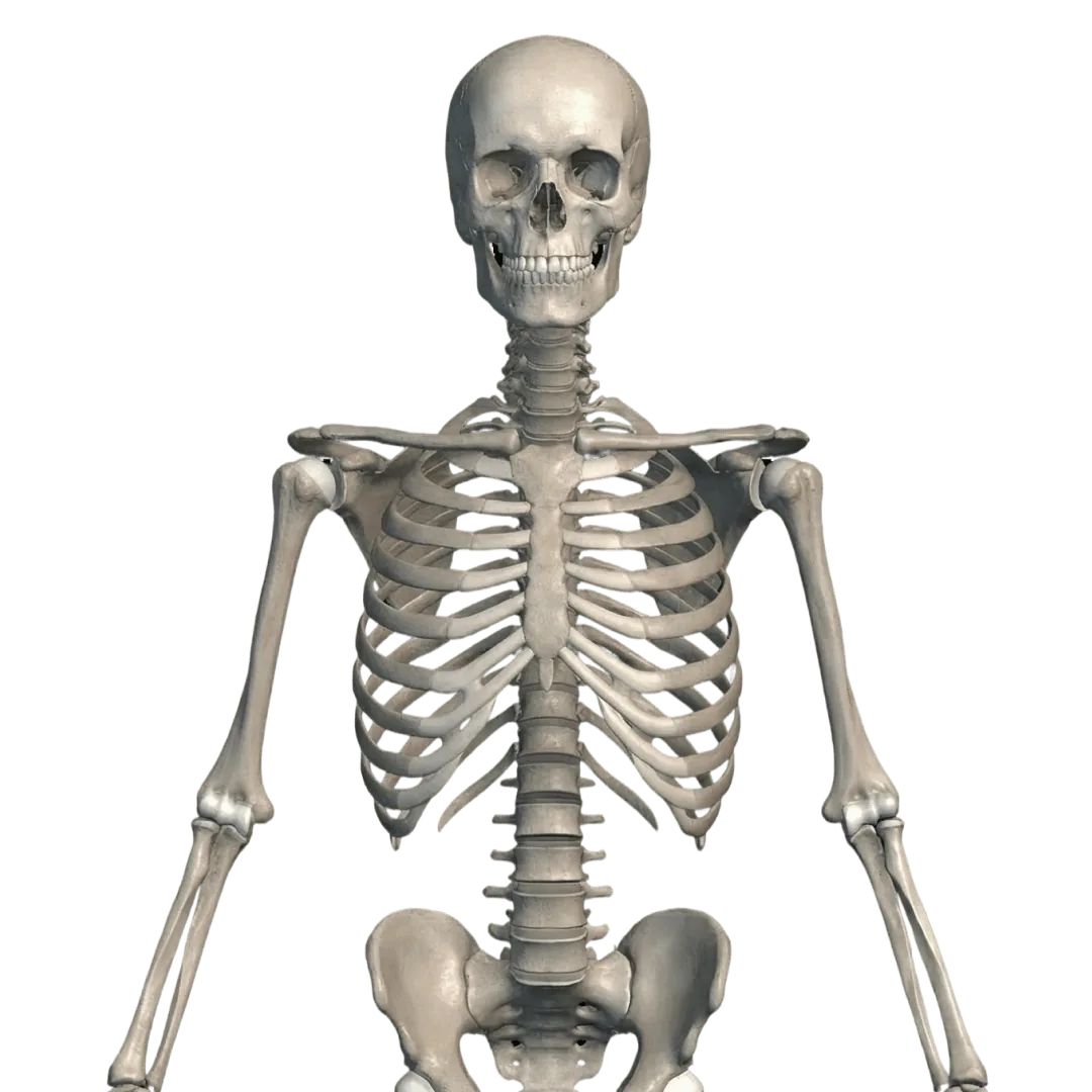 The human skeleton in 3D