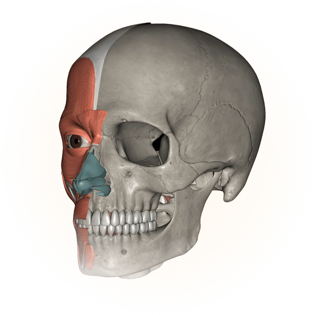 3D model of the head