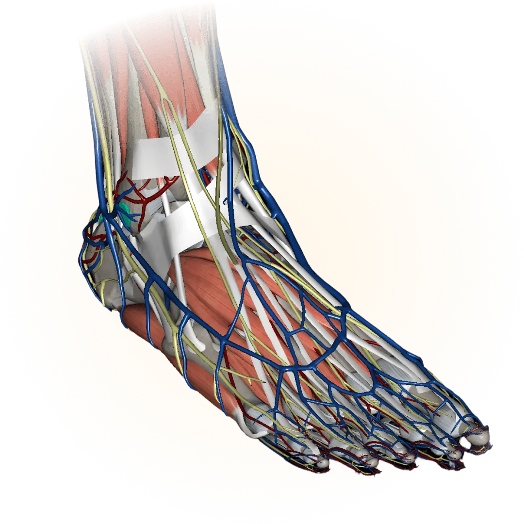 3D model of the lower limbs