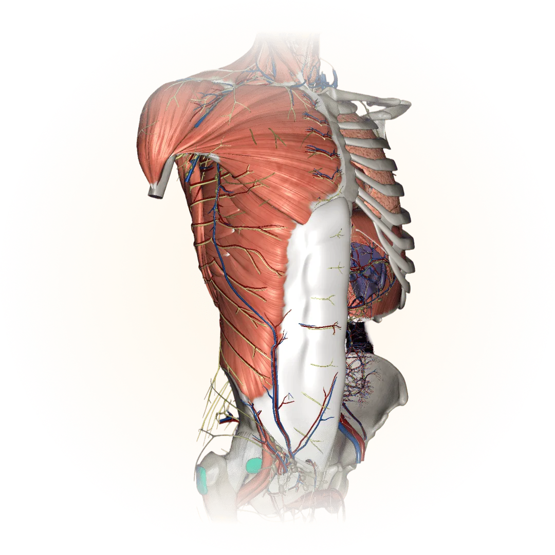 3D model of the trunk
