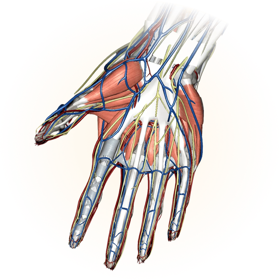 3D model of the upper limbs
