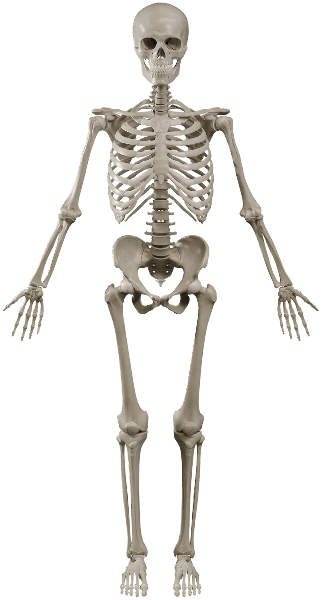 3D model of the human skeleton