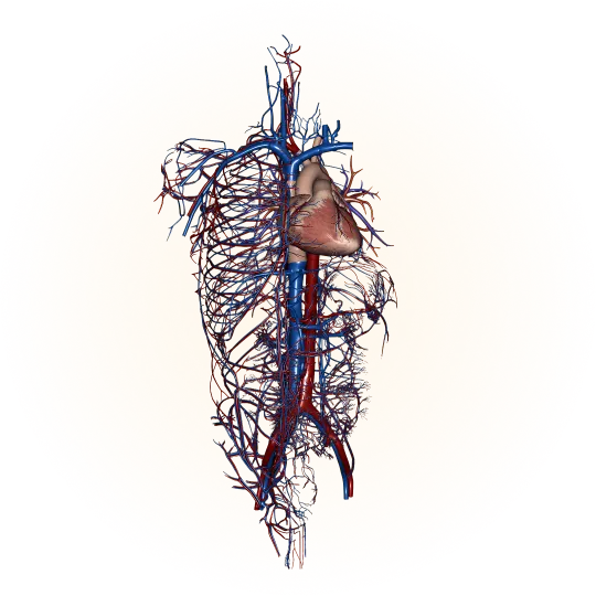 Cardiovascular system
