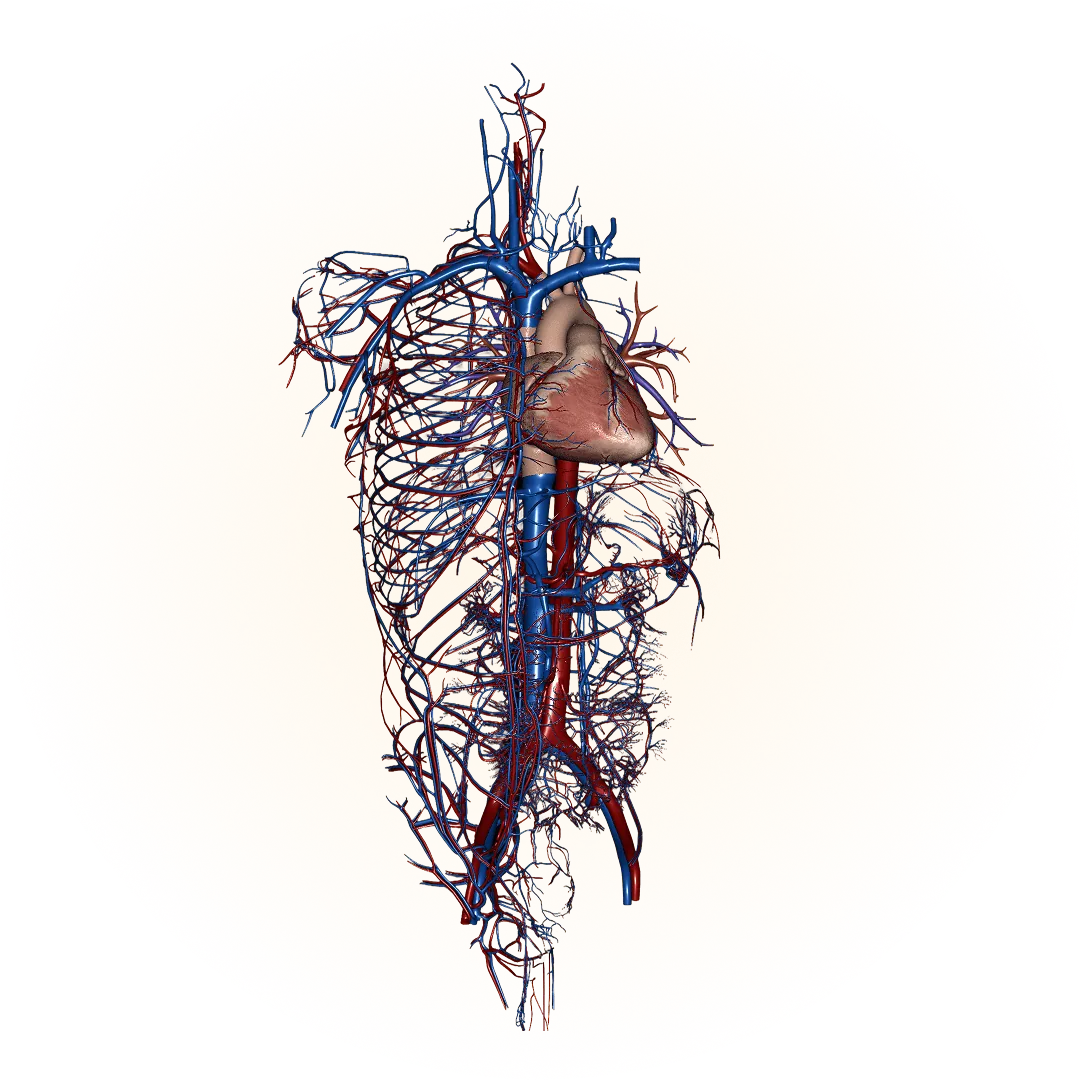 3D model of the cardiovascular system